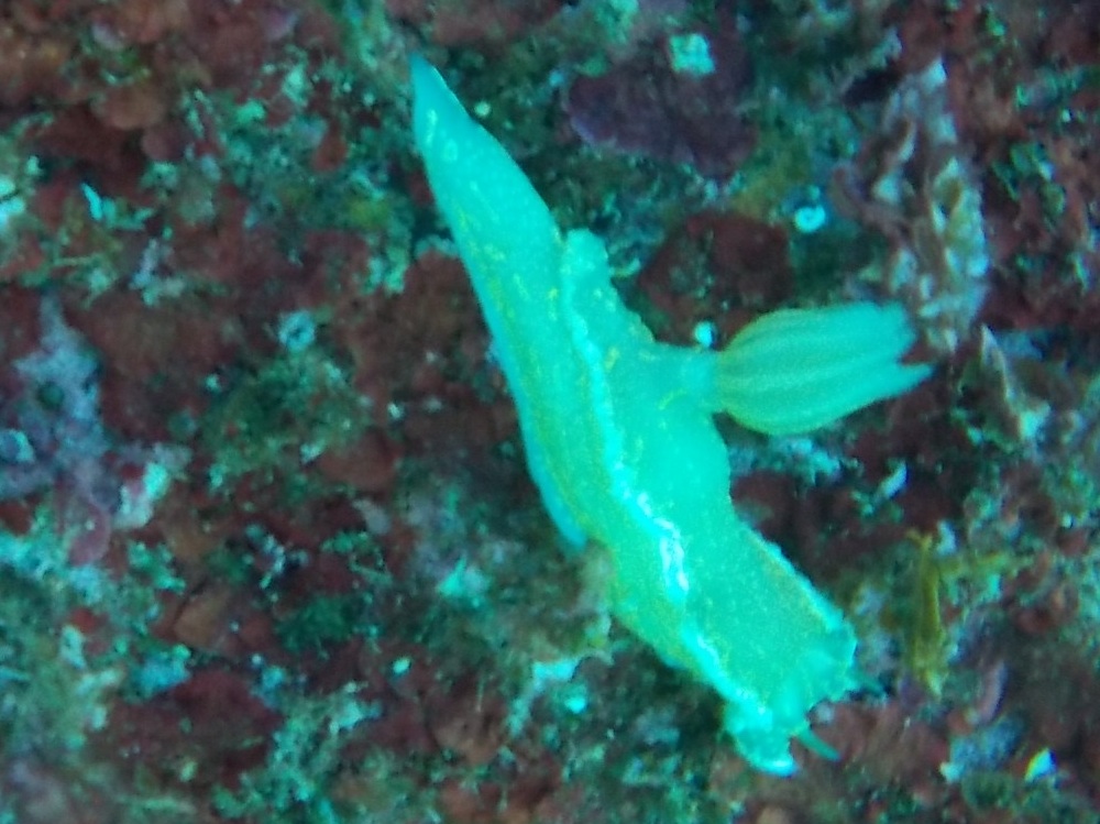 nudibranco a Cefalonia